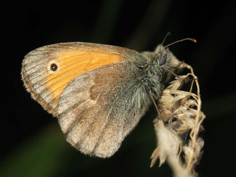 Coenonympha pamphilus (Linnaeus, 1758)